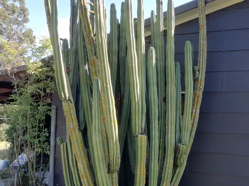 Large cactus before removal