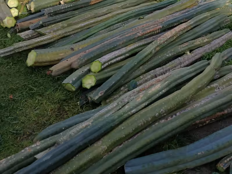 Cut cactus branches