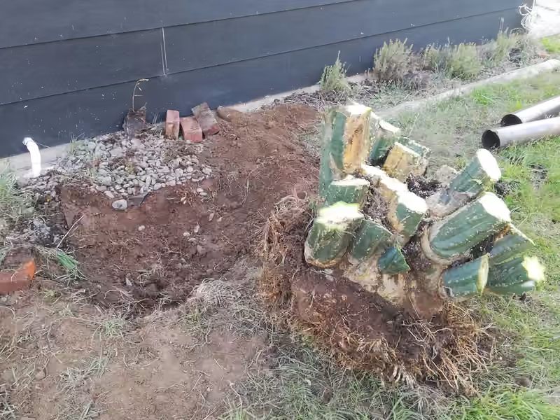 Cactus stump after removal