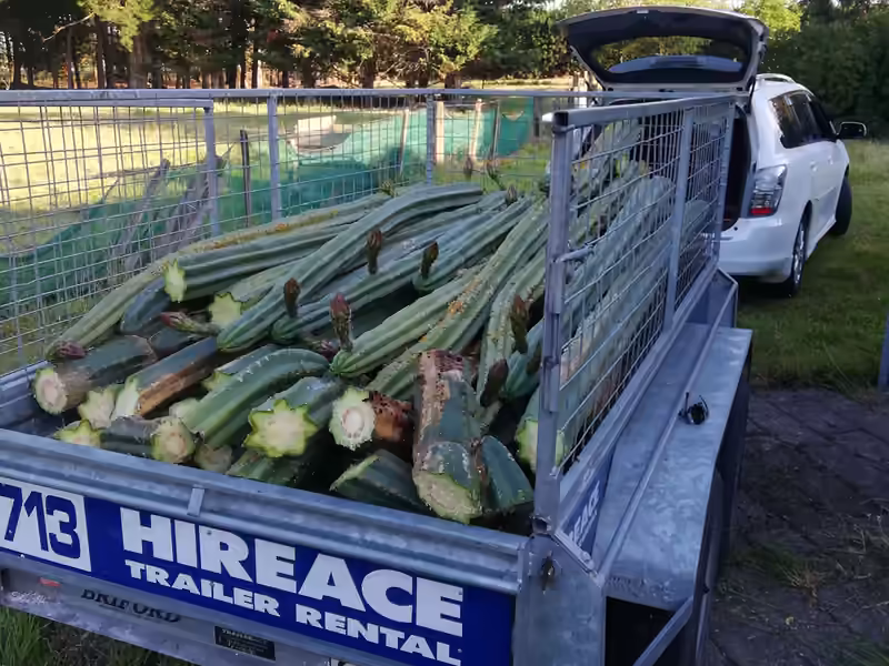 Trailer load of cactus branches