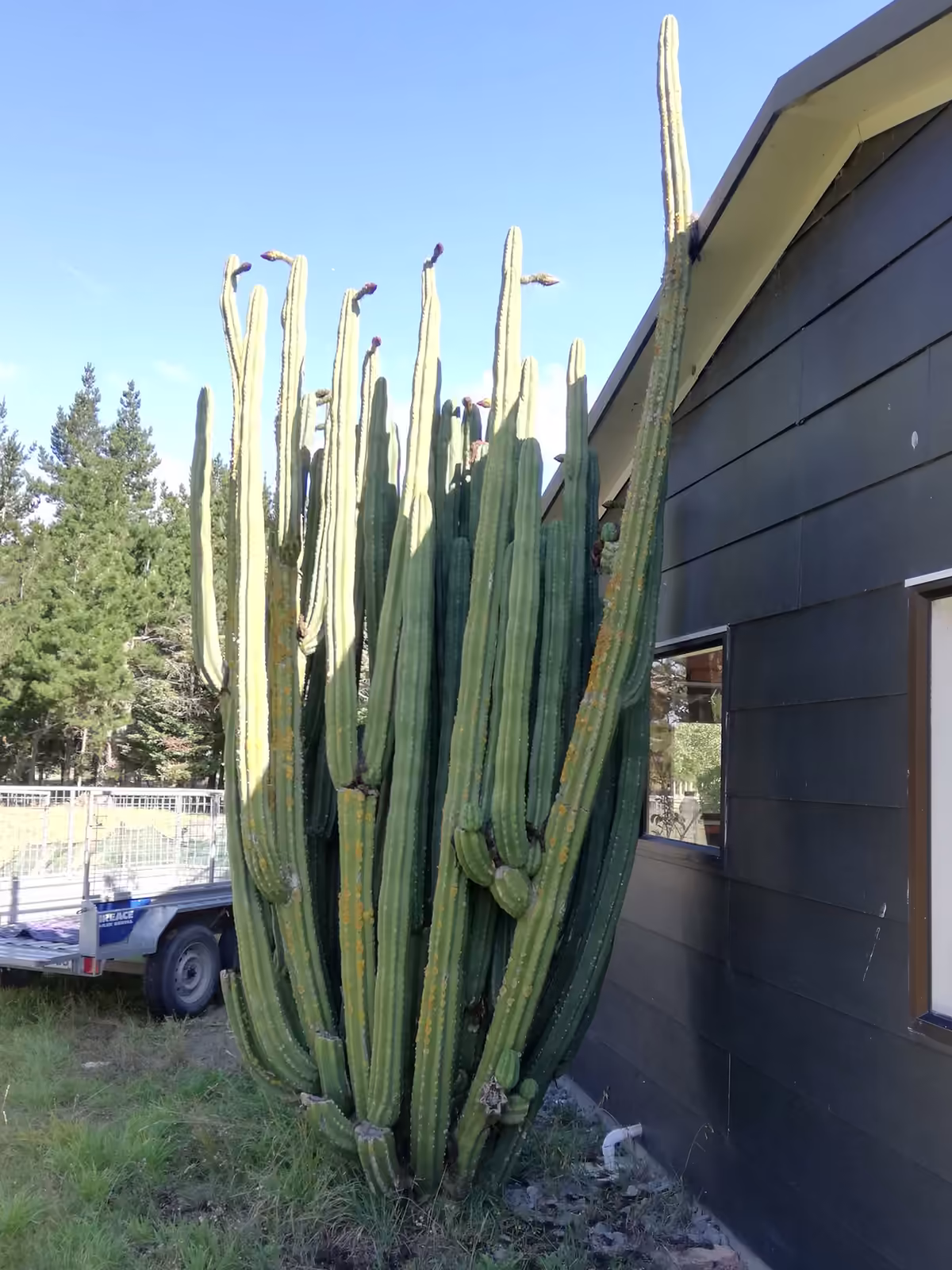 Large established cactus before removal