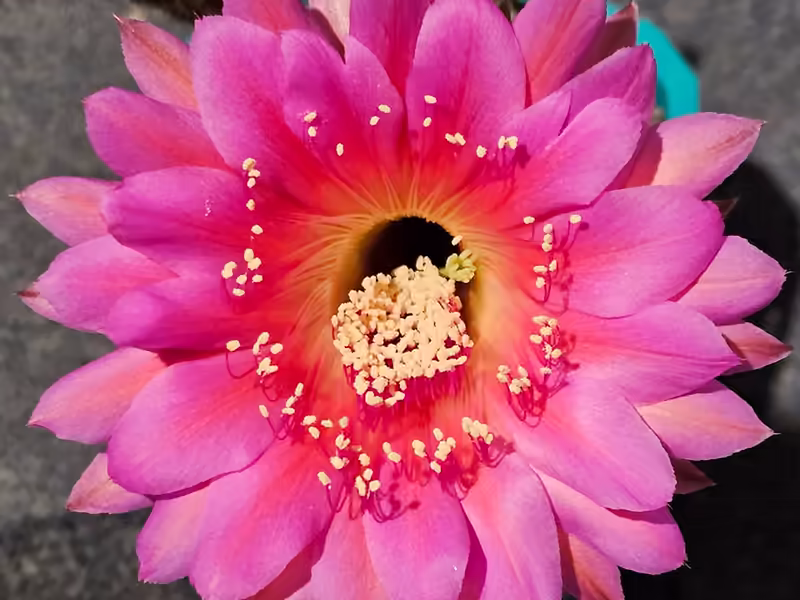 Echinopsis hybrid Kriana flower with pink-magenta petals and orange-red throat