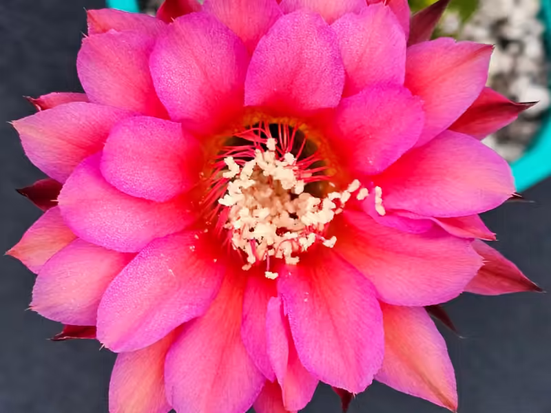 Close-up of vivid pink Echinopsis hybrid Kriana flower with layered petals