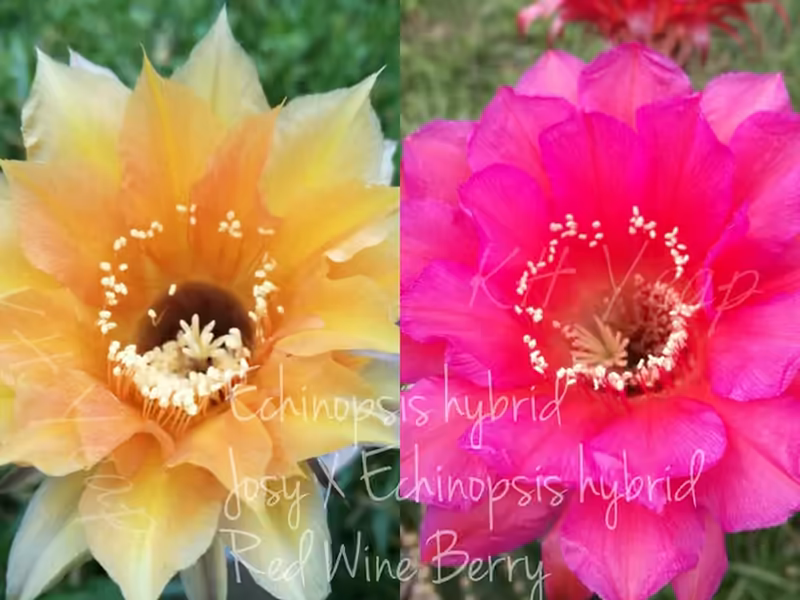 Parent flowers of Echinopsis hybrid Kriana, Josy and Red Wine Berry