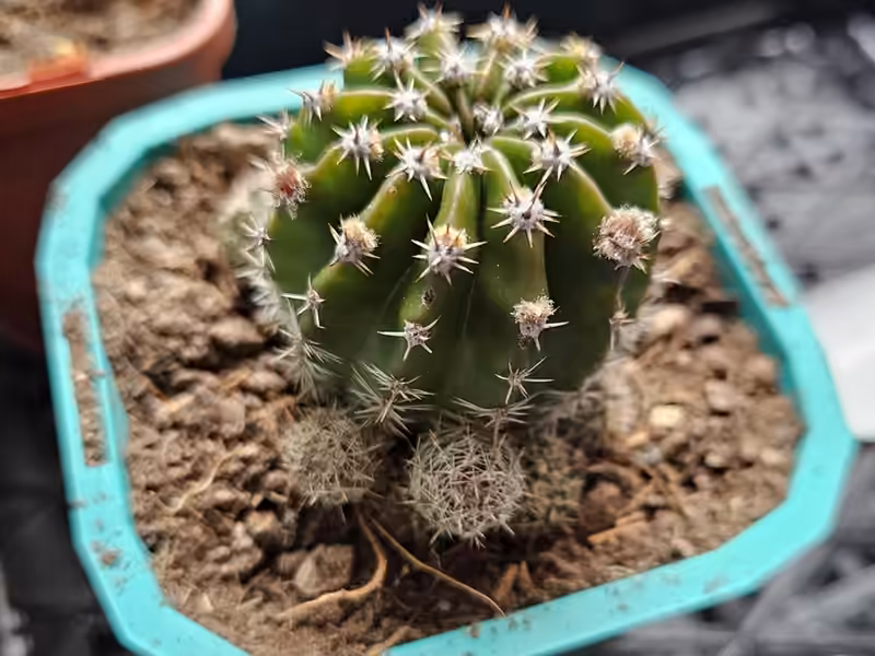 Echinopsis hybrid Kriana cactus with ribbed green growth, short spines and basal offsets