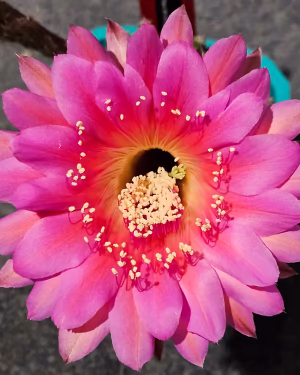 Kriana — Echinopsis hybrid