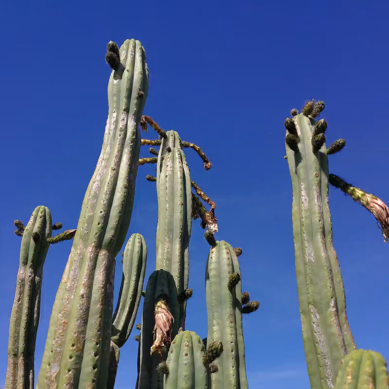 Tall Trichocereus pachanoi cactus in the San Pedro NZ collection